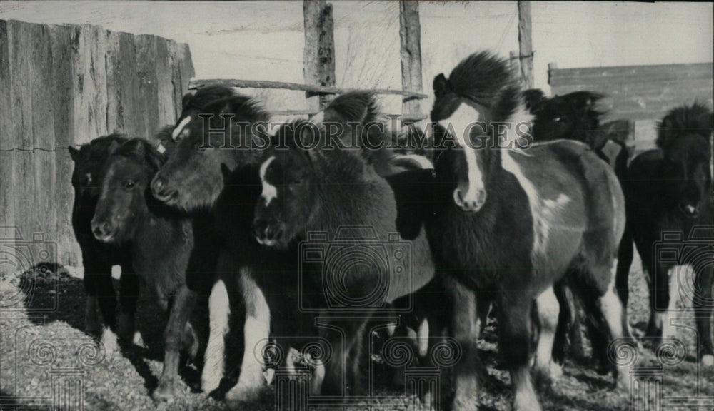 1948 Press Photo Horses flat drawer race track field- RSA02853- Historic Images