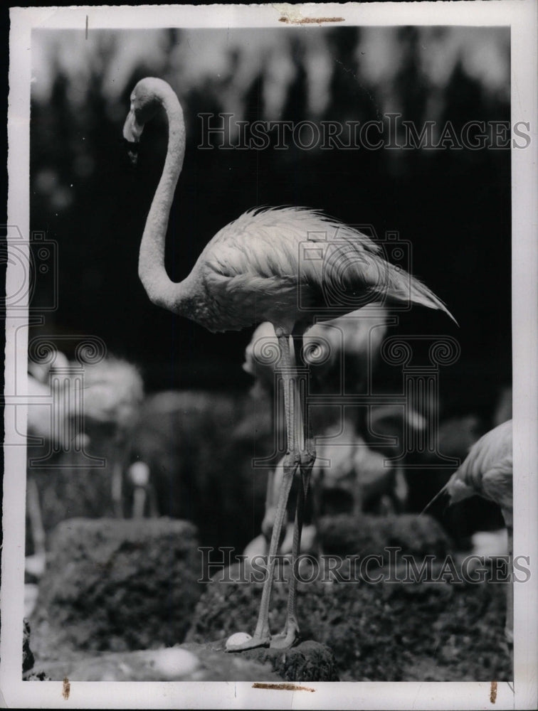 1947 Press Photo Flamingos Birds Stand Guard Over Egg-- RSA03261- Historic Images