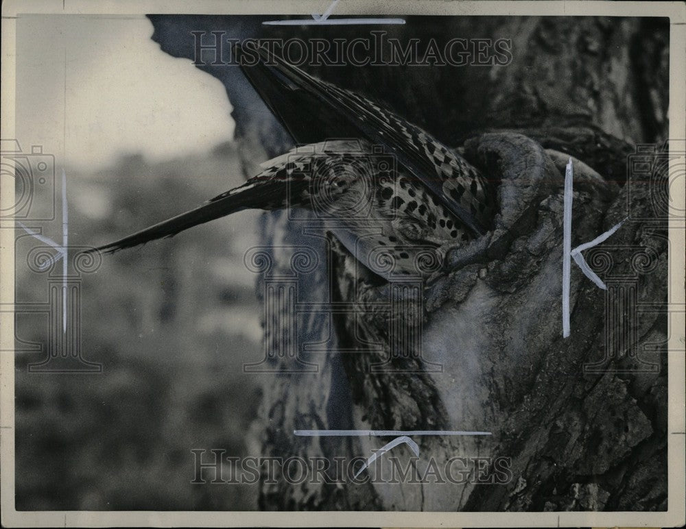 1968 Press Photo Flicker Birds- RSA05193- Historic Images