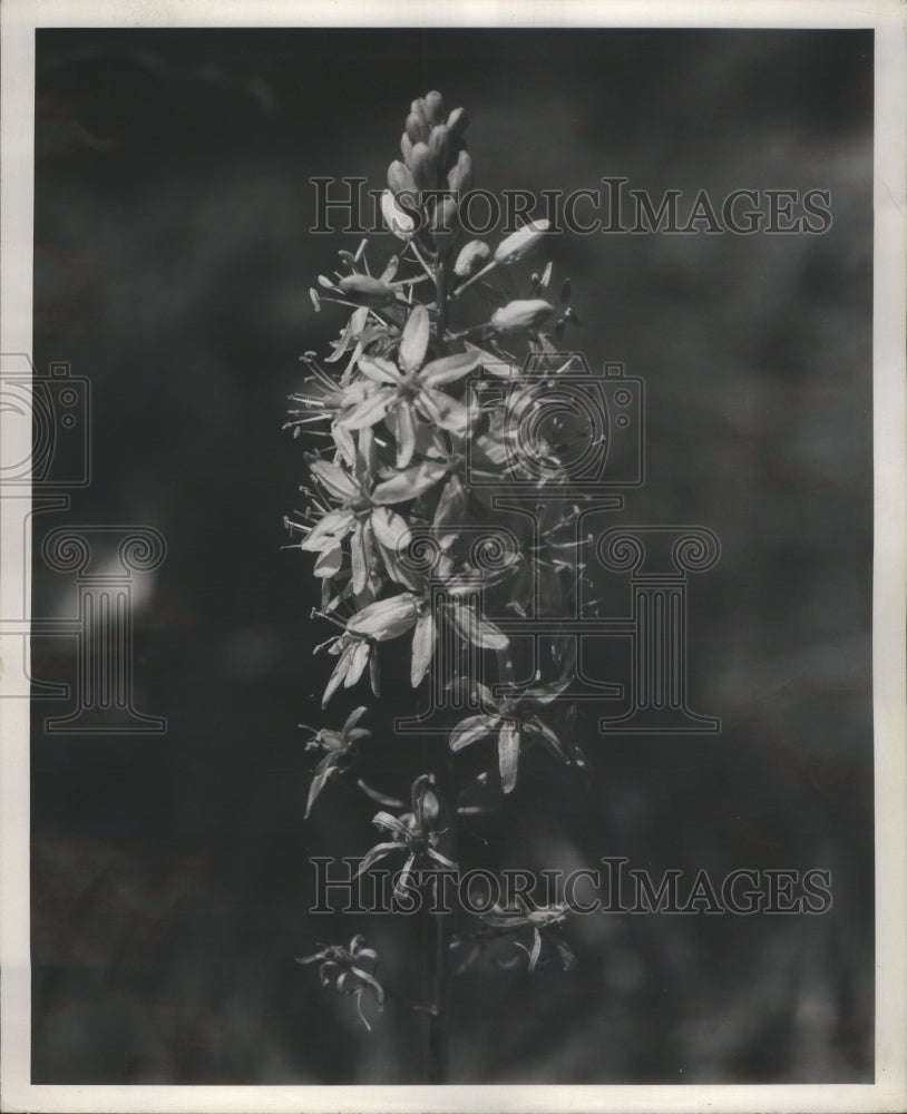 1955 Press Photo Wild Hyacinth flowers- RSA08335- Historic Images