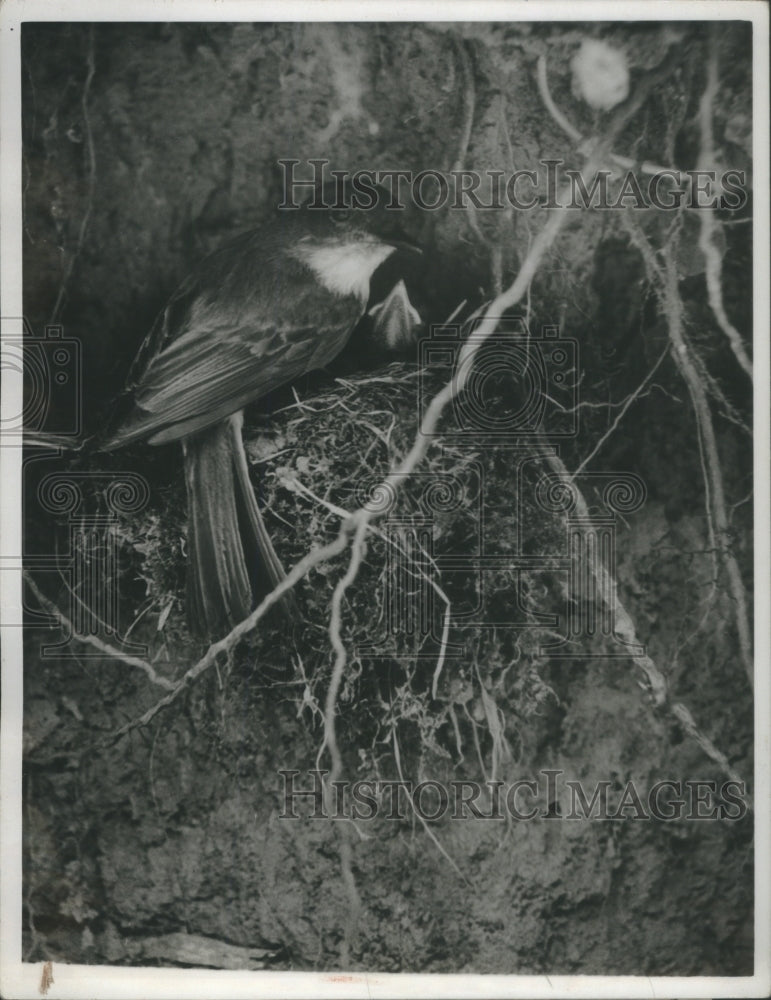 1942 Press Photo Pholbe Birds- Historic Images