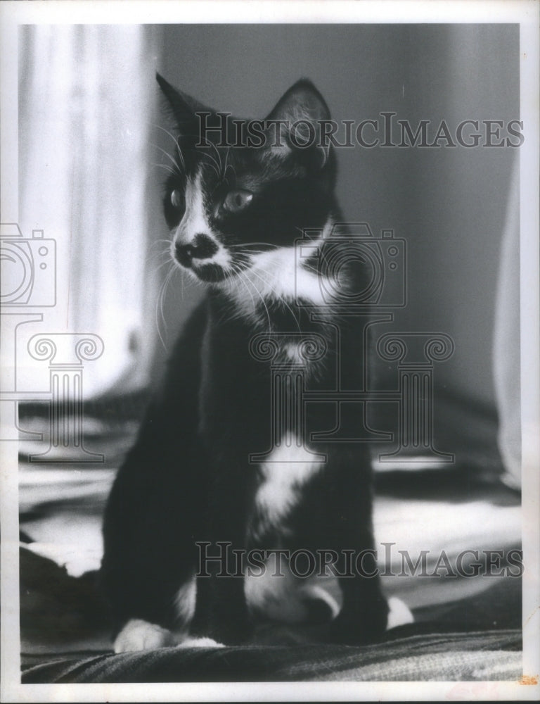 1970 Press Photo Animal Control Pinellas  Mimi Black Wh- Historic Images