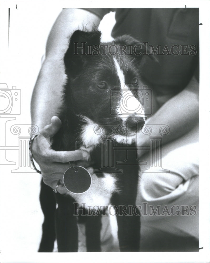 1992 Press Photo Himalaya Short Hair Kitten Pet Pinella- Historic Images