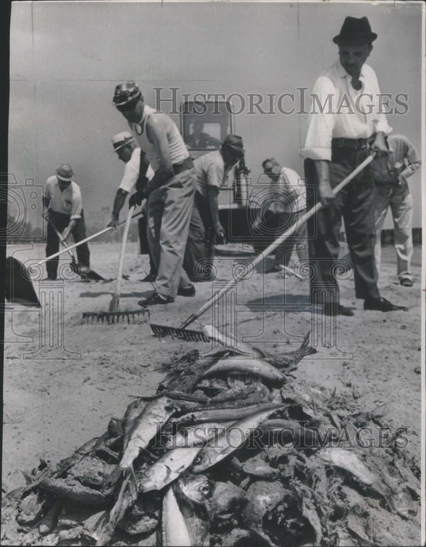 1967 Press Photo Chicago City Employees Rake Up Alewive- RSA12761 ...