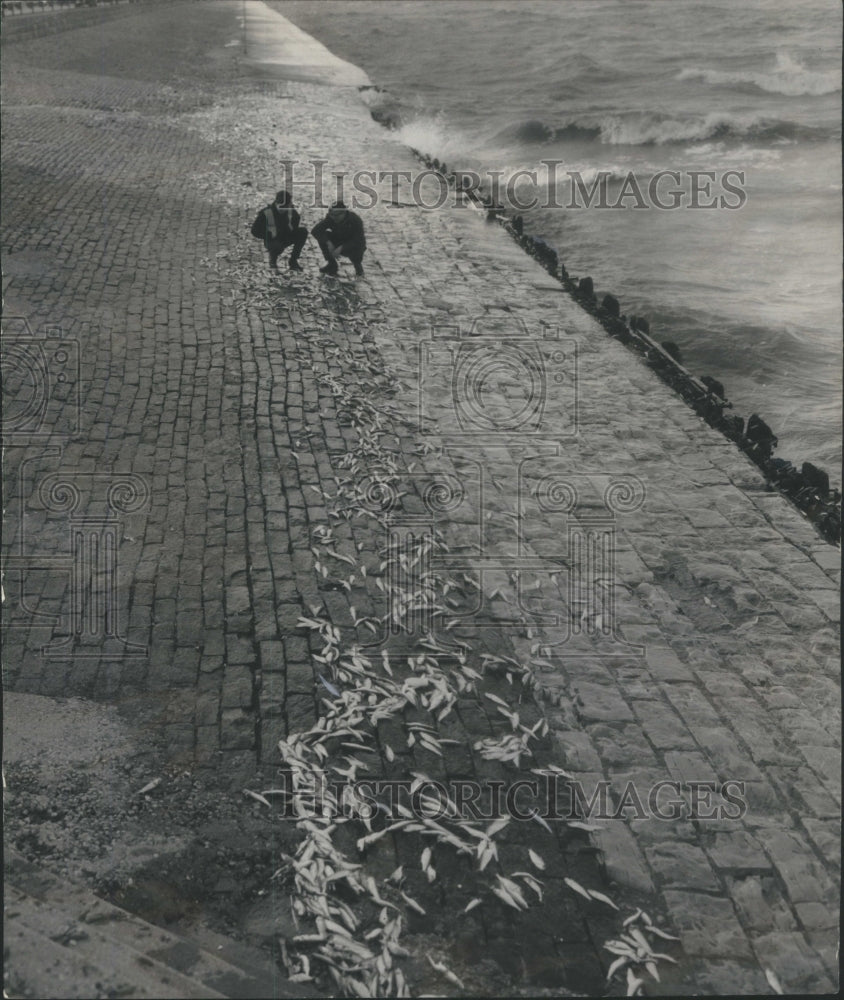 1966 Press Photo Thousands Dead Fish Washed Ashore Lake- RSA12765- Historic Images