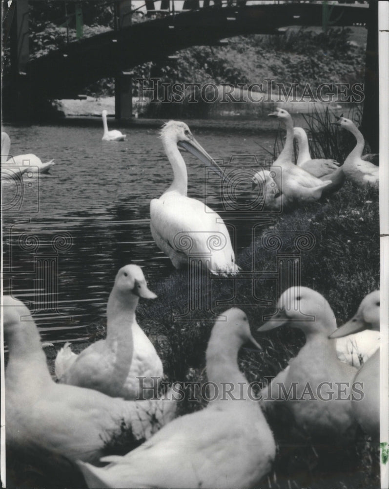 1967 Press Photo Gary Marquette Park Lagoon Pelican- RSA16381- Historic Images