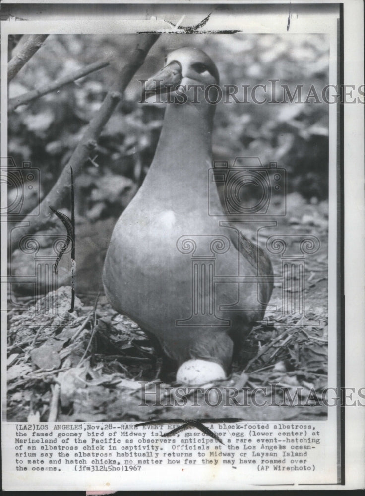 1967 Press Photo Black footed albatross Midway island- RSA16813- Historic Images