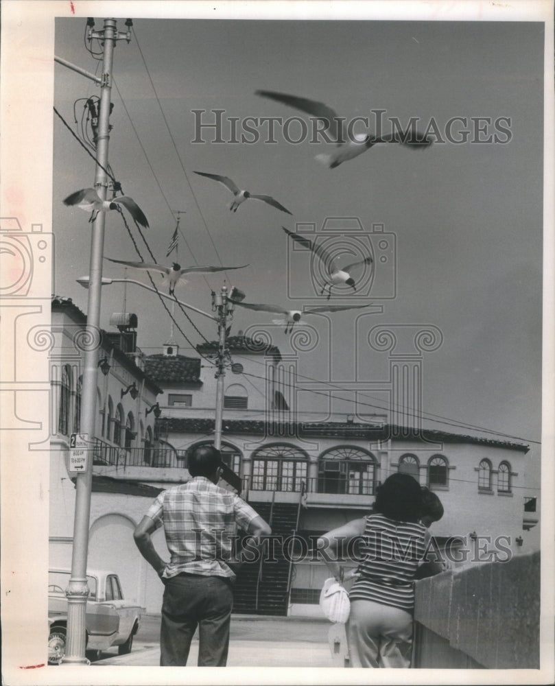 1967 Press Photo Seagulls St Petersburg bedraggled &quot;Mil- RSA17509- Historic Images