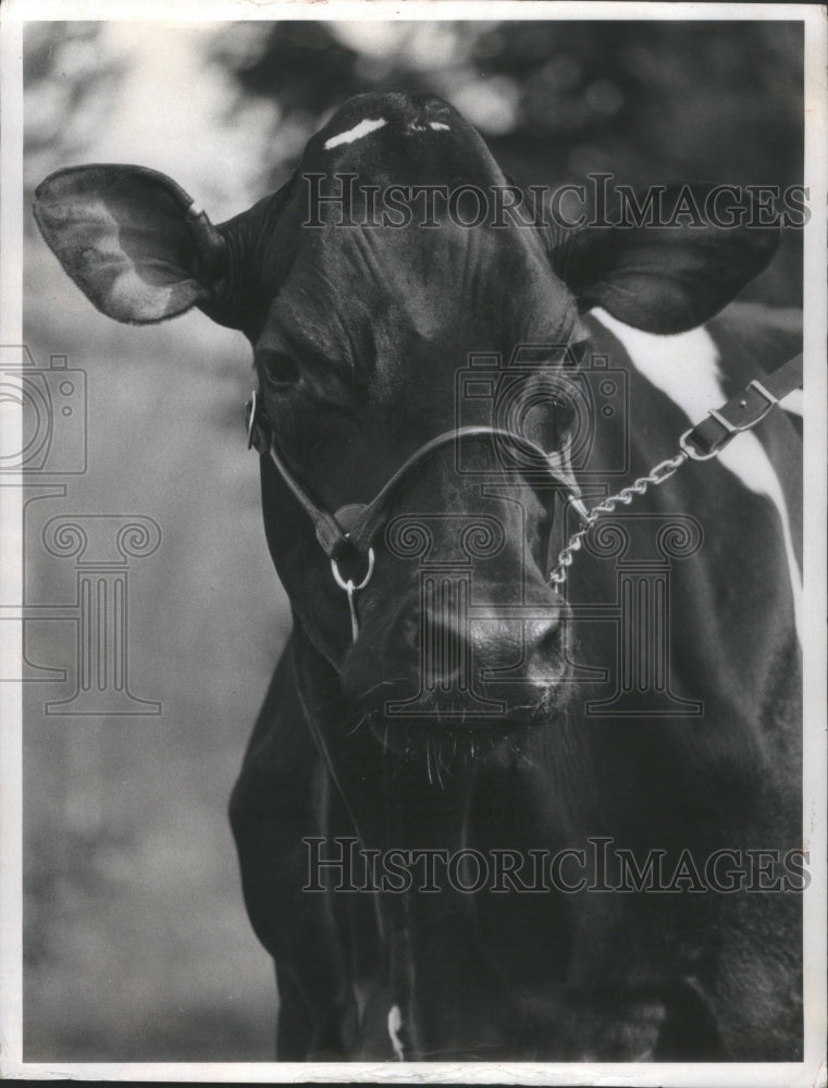 1974 Press Photo Cattle Animal Nature- RSA17591- Historic Images