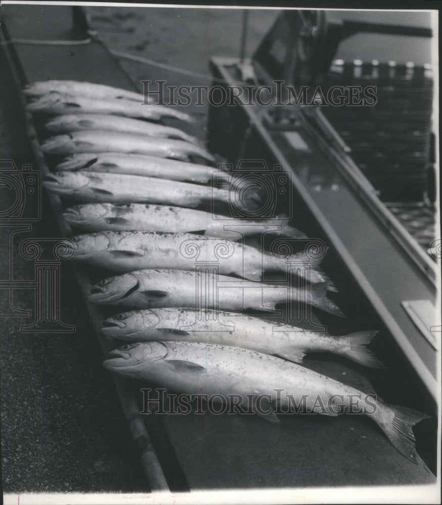 1972 Press Photo Coho Salmon Michigan City water Fish C- Historic Images