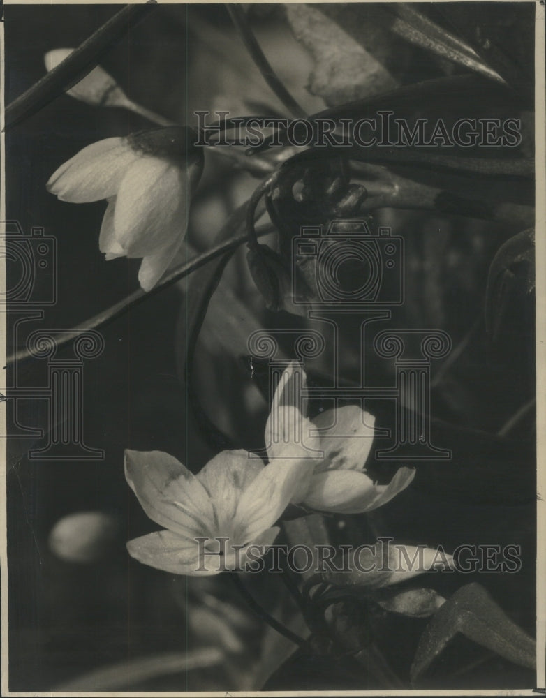 1938 Press Photo Anemone Growing Hollahan Oak Park- RSA19281- Historic Images