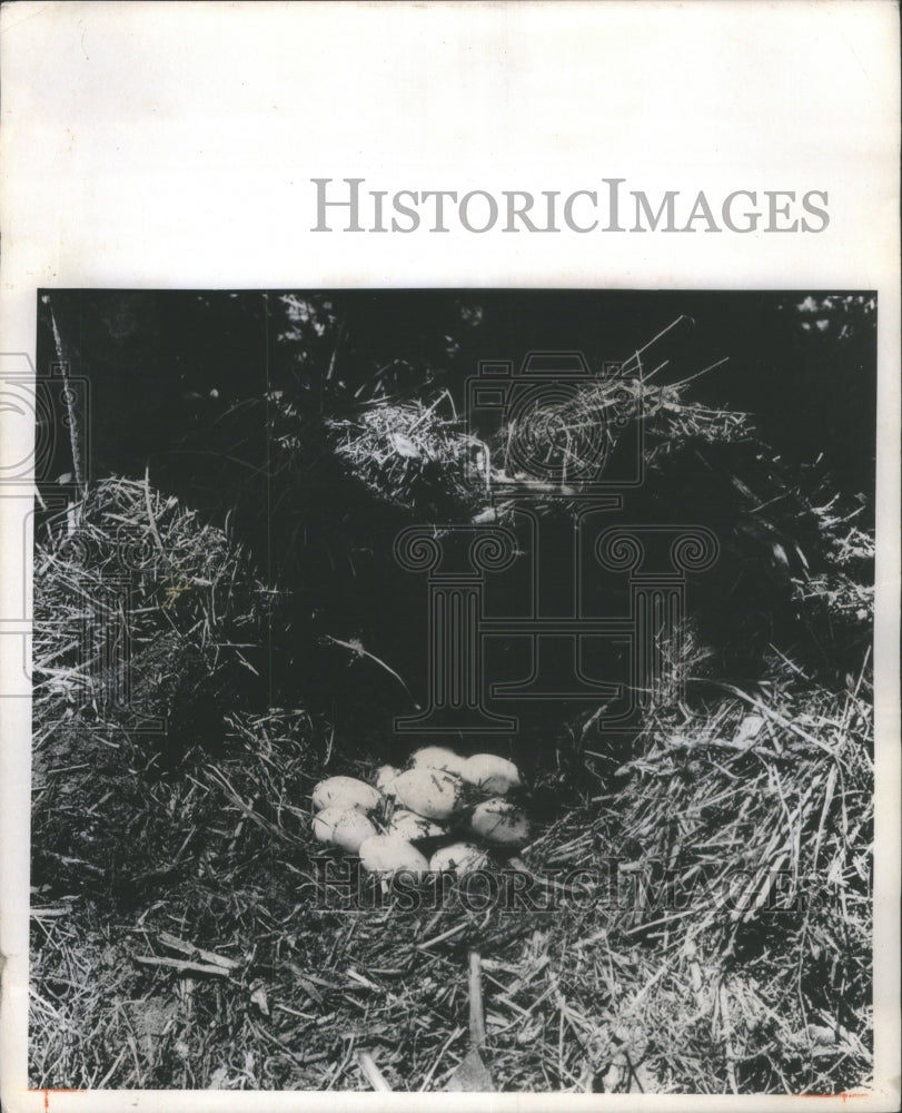 1973 Press Photo nest alligator eggs- Historic Images