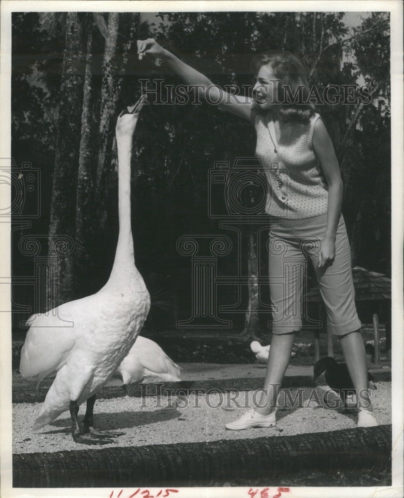 1967 Press Photo Basil English Swans Homosassa Springs - Historic Images