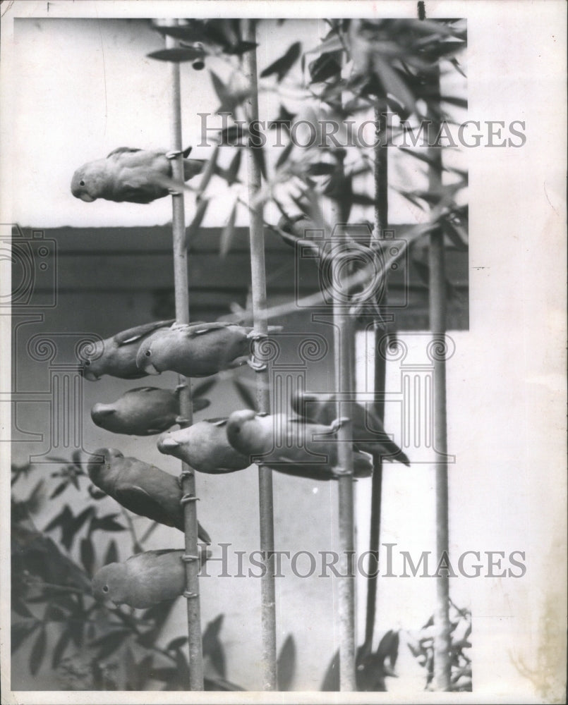 1967 Press Photo Love Birds charming pets Wooden Perche- RSA27867- Historic Images