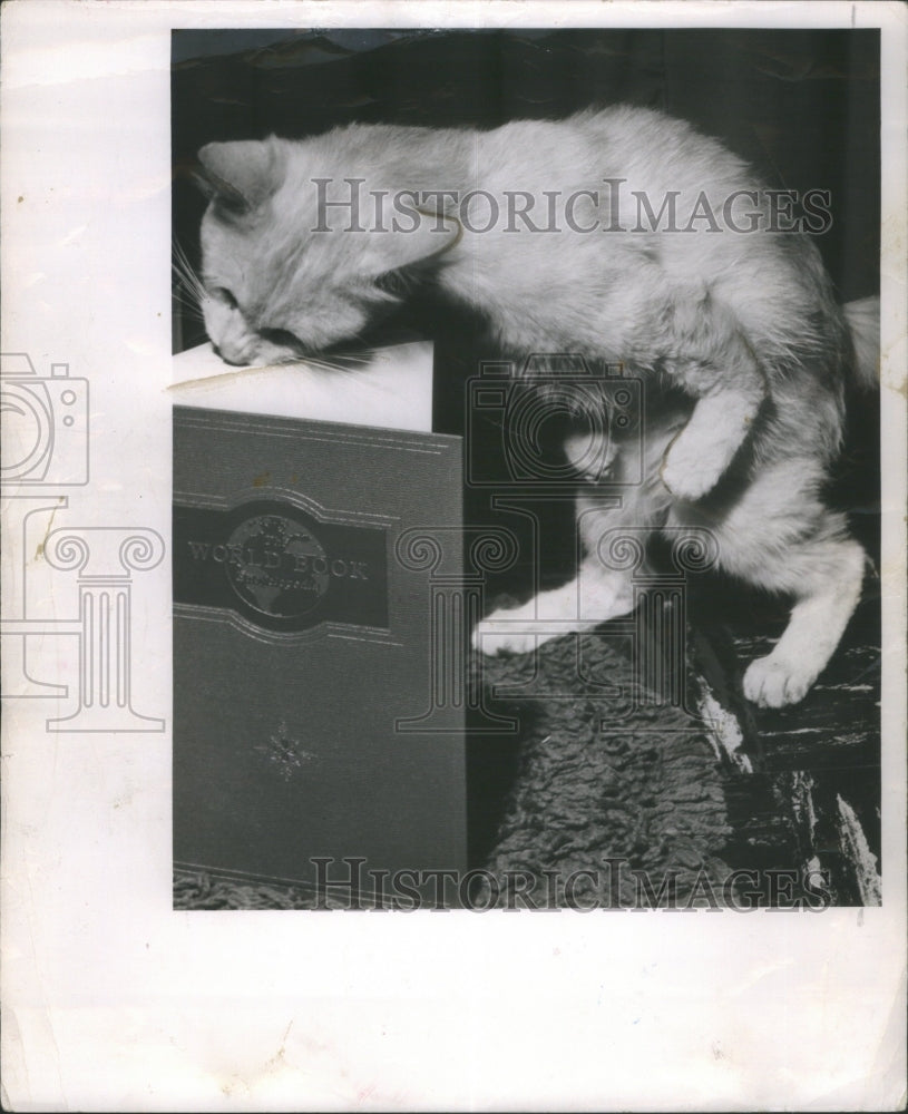 Press Photo Standing Cat- RSA28255- Historic Images