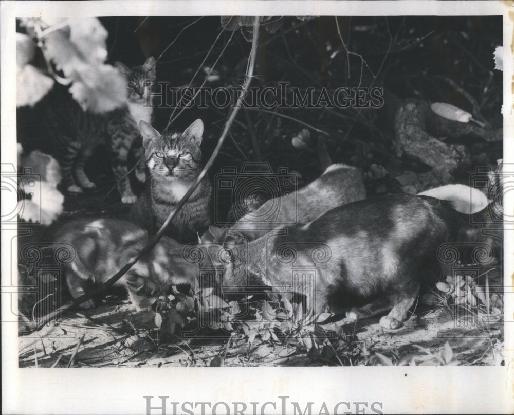 1976 Press Photo Maximo Park guardian angel bushes - Historic Images