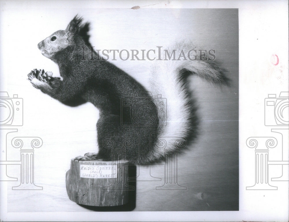 1971 Press Photo Kaibab Squirrel world rare animal- RSA31917- Historic Images