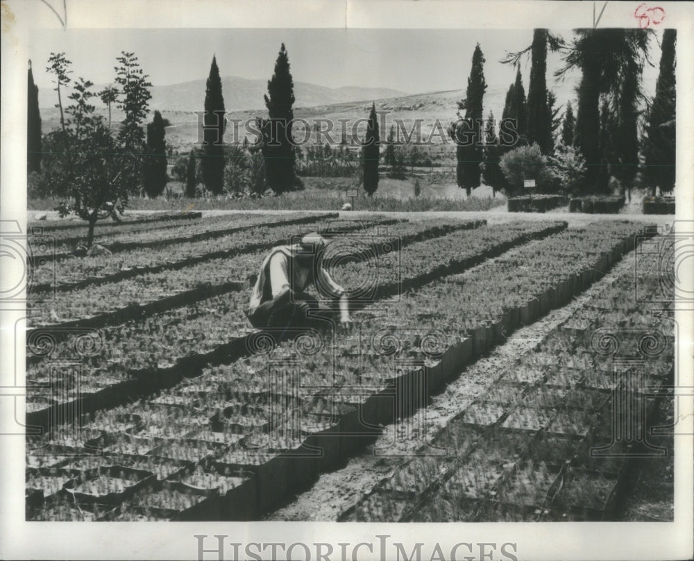 1953 Press Photo Jerash City Nursery Jordan- RSA32253- Historic Images