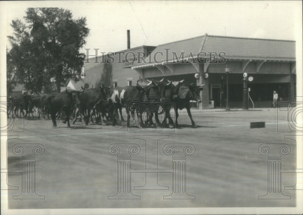 1929 Press Photo Stampede Contest Cattle streets Monte - Historic Images