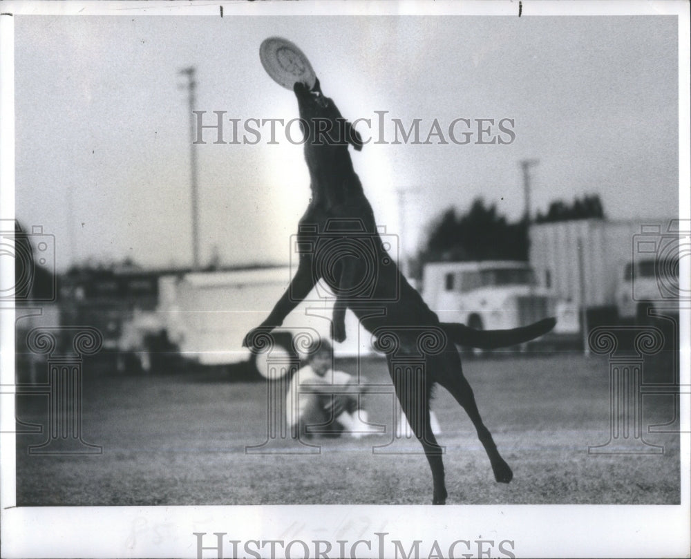 1978 Press Photo Laurie Statmore dog Frisbees St Peters- Historic Images