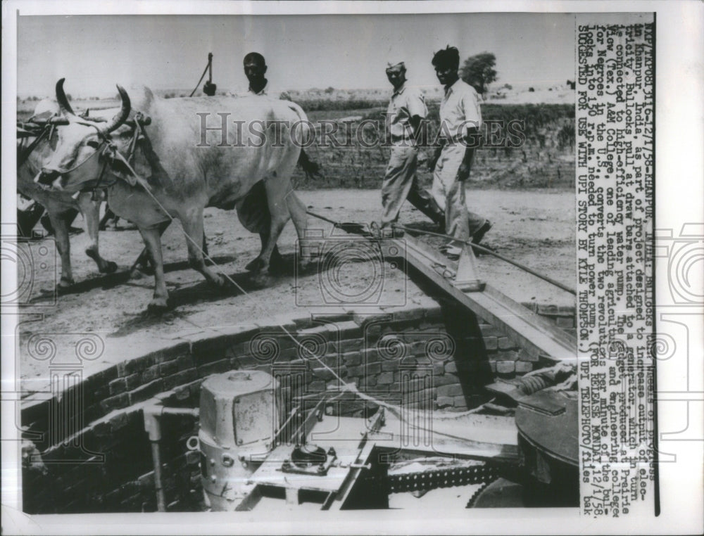 1958 Press Photo Bulls Working Generator Water Pumpm- RSA35539- Historic Images