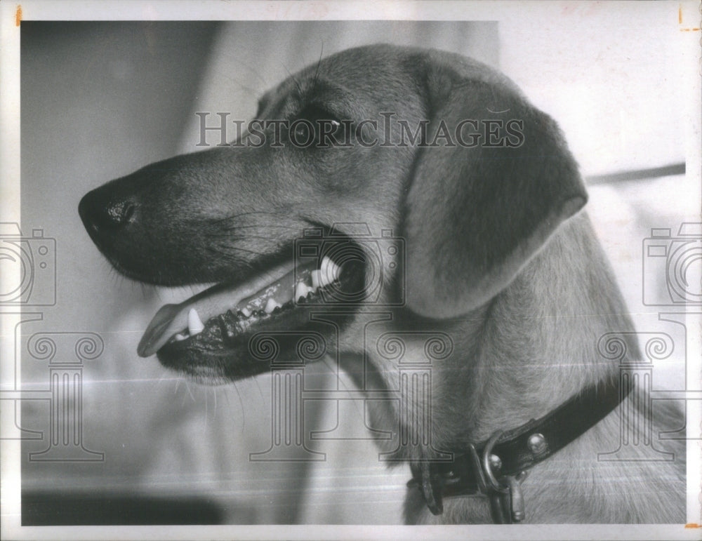 1970 Press Photo Pinellas Animal Protection Assn Dog- RSA36407- Historic Images