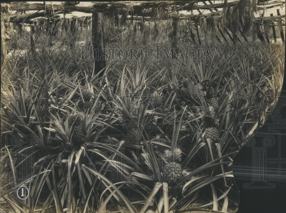Press Photo Pineapple plants- RSA36523- Historic Images