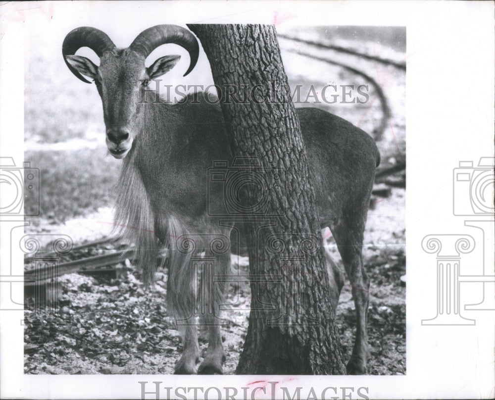 1965 Press Photo Picture of a deer in a nature park.- RSA36707- Historic Images