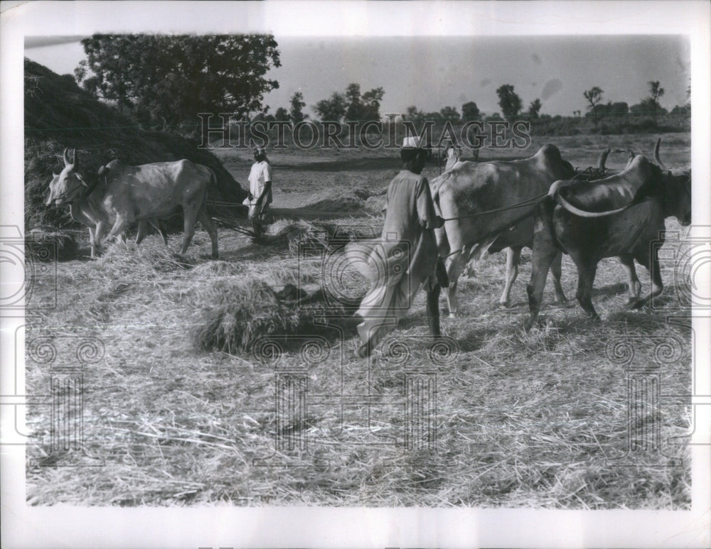 Press Photo Oxen Round Chaff India Agriculture Problem- RSA37071- Historic Images