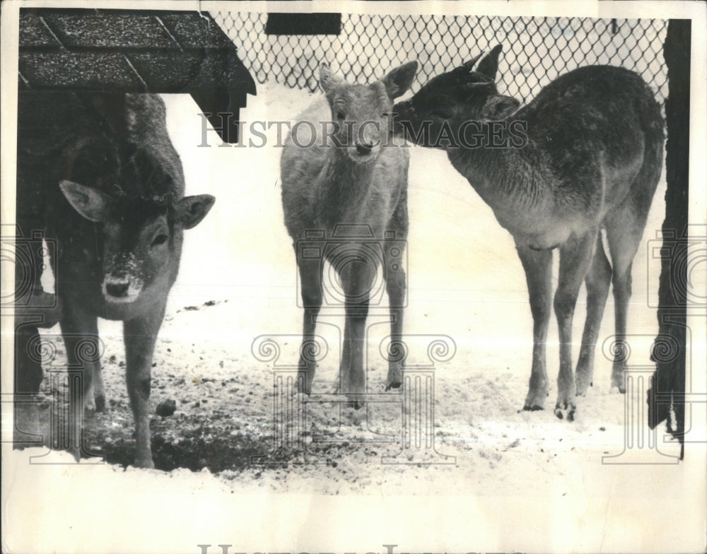 1965 Press Photo Spring Signs Fallow Deer Nuzeling- Historic Images