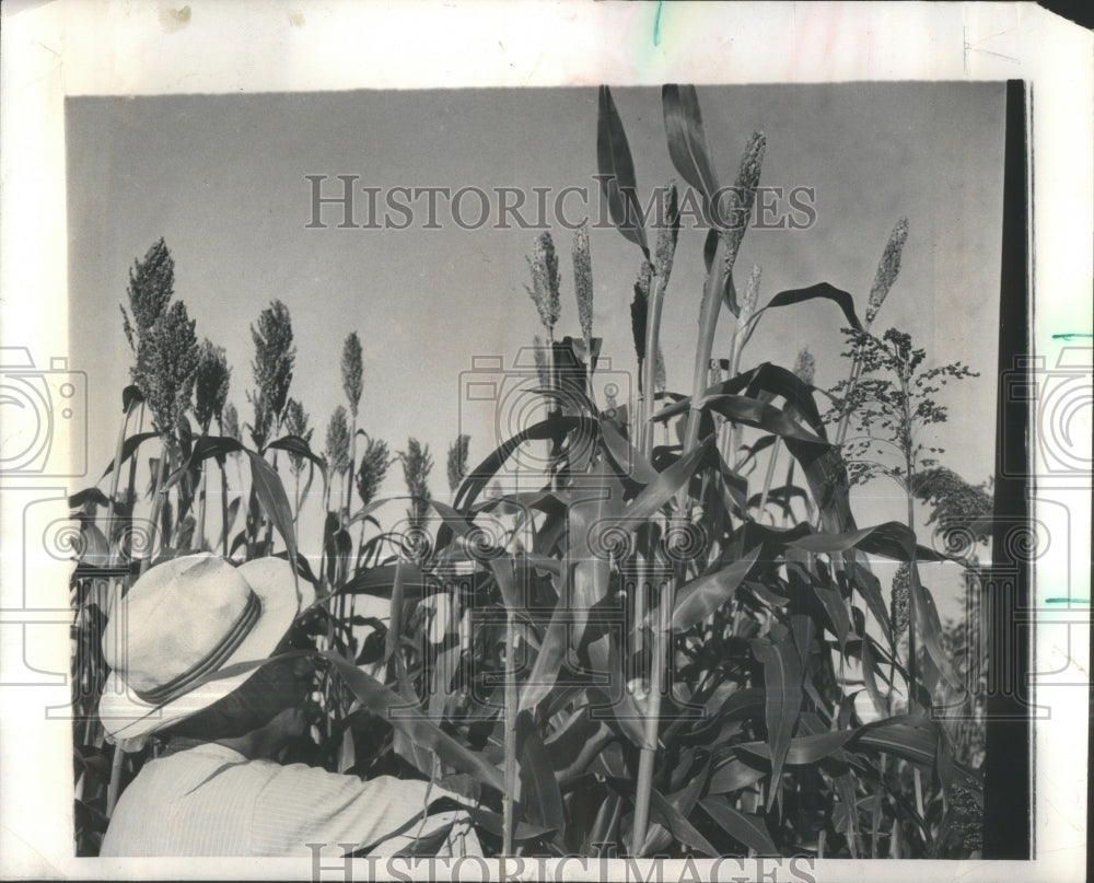 1942 Press Photo University Illinois Sorghum Varieties- RSA39635- Historic Images