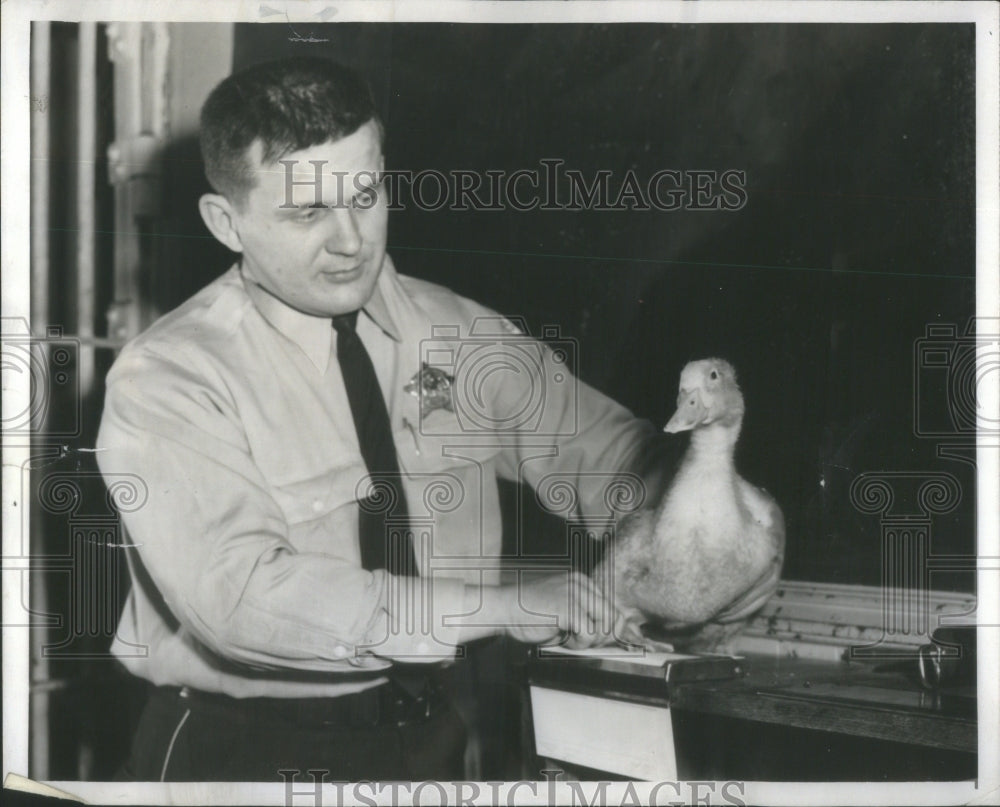 1957 Press Photo Policeman John Klimas Footprints Wayward Duck- Historic Images