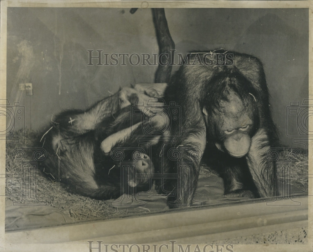 1950 Press Photo Tia And Pieter Orangutans From Borneo At Brookfield Zoo- Historic Images