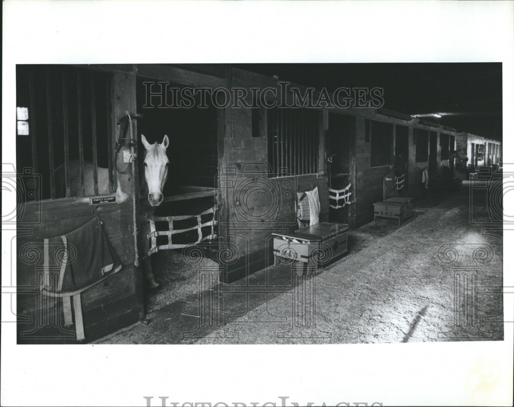 1982 Press Photo Horse Named Partly Cloudy In Stall At Even Keel Horse Farm- Historic Images