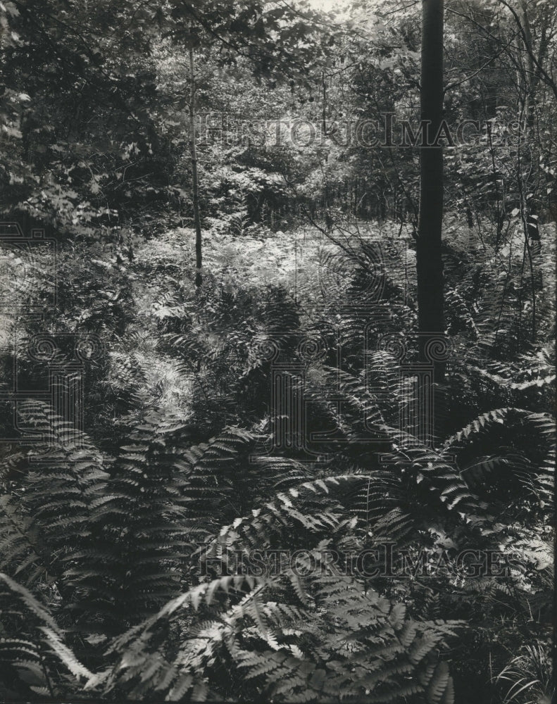 1932 Press Photo Ferns Cedar Swamp - RSH65459