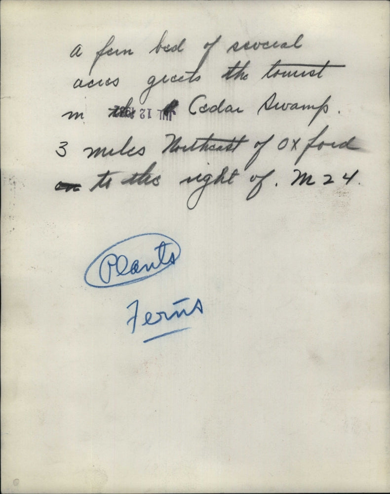 1932 Press Photo Ferns Cedar Swamp - RSH65459