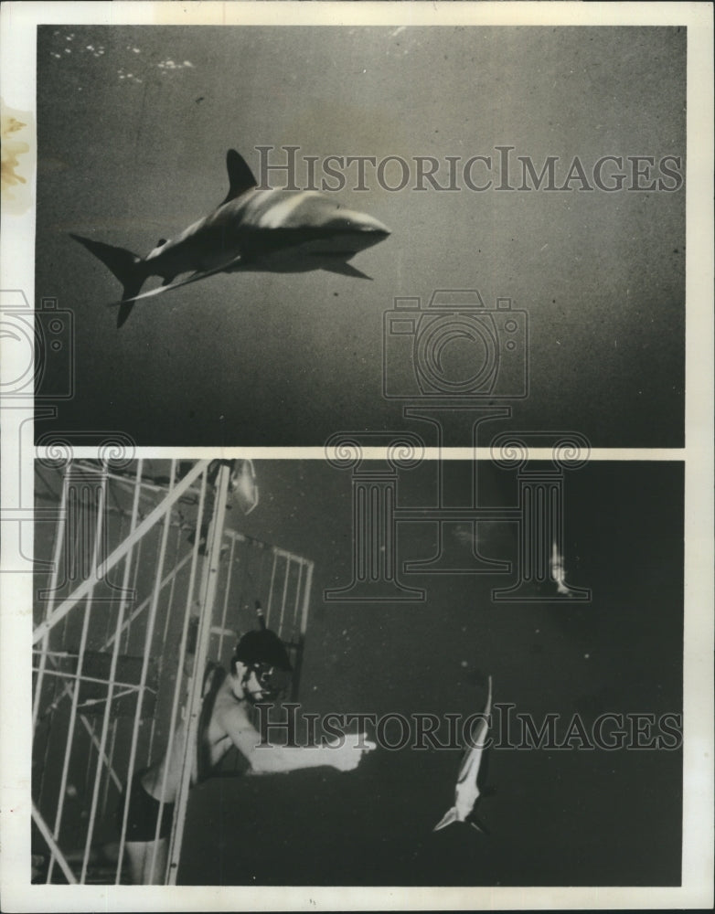 1968 Press Photo Two shots from the ABC series "Sharks" part of "The Undersea Wo