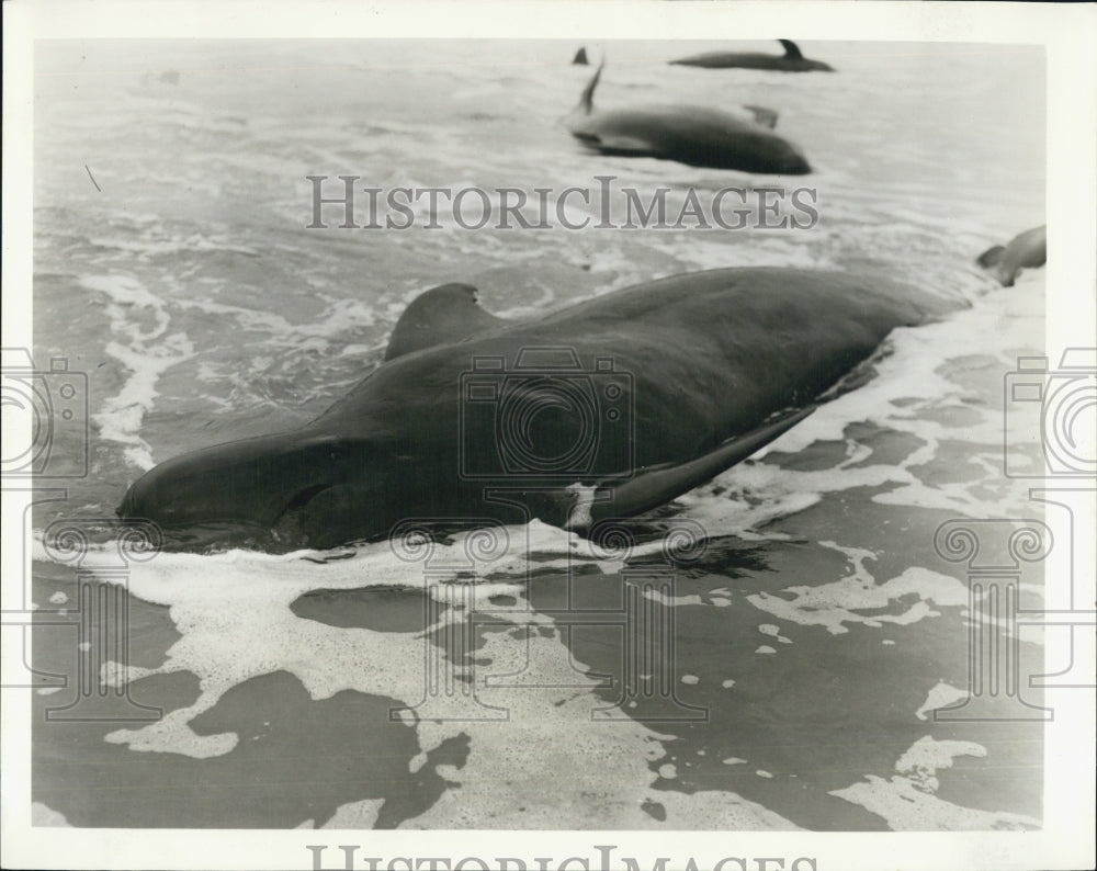 Press Photo Group of whales warm blooded swimming in ocean waters - RSJ01947