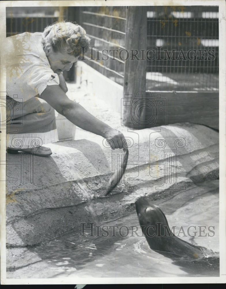 1957 Press Photo Rose Bures Employee of Childrens Zoo Feeding Seal - RSJ07191