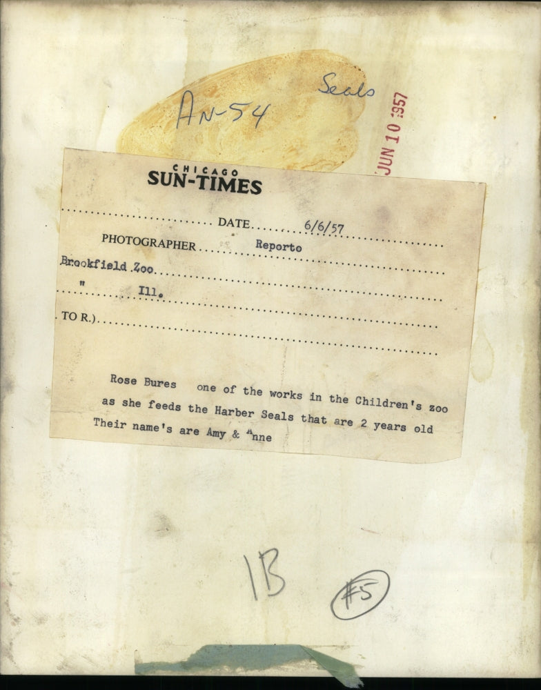 1957 Press Photo Rose Bures Employee of Childrens Zoo Feeding Seal - RSJ07191