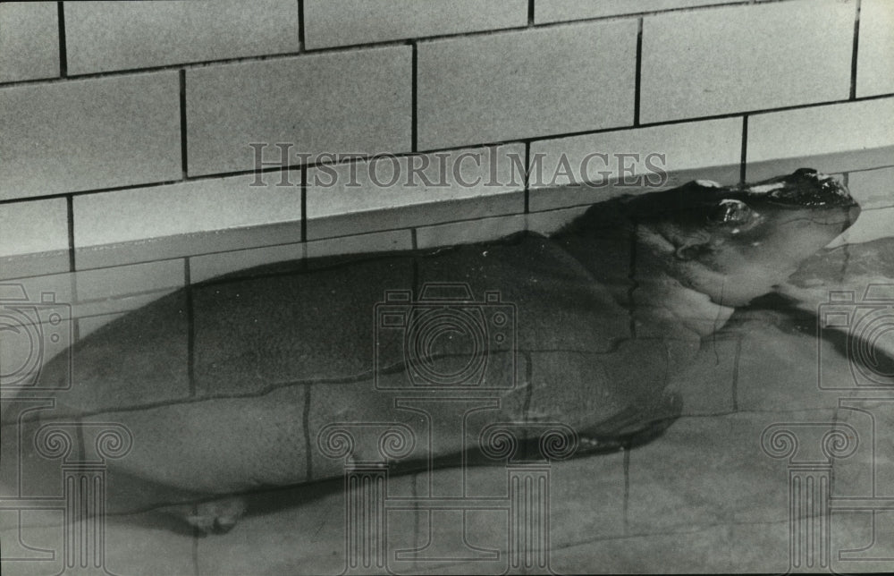Historic Images -Tadpole, the baby hippopotamus, relaxes in his pool&lt;br&gt;&lt;br&gt;Photo dimensions are 9.25 x 6 inches.&lt;br&gt;&lt;br&gt;Photo is dated 1979.&lt;br&gt;&lt;br&gt; Photo back: &lt;br&gt;&lt;br&gt; &lt;img src=&quot;http://hipe.historicimages.com/images/abna/abna00175b.jpg&quot;width=&quot;340&quot;&gt;
