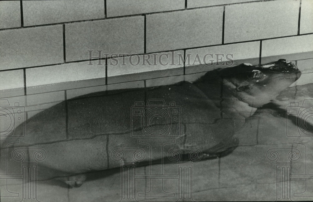 Historic Images -Tadpole, the baby hippopotamus, relaxes in his pool<br><br>Photo dimensions are 9.25 x 6 inches.<br><br>Photo is dated 1979.<br><br> Photo back: <br><br> <img src="http://hipe.historicimages.com/images/abna/abna00175b.jpg"width="340">