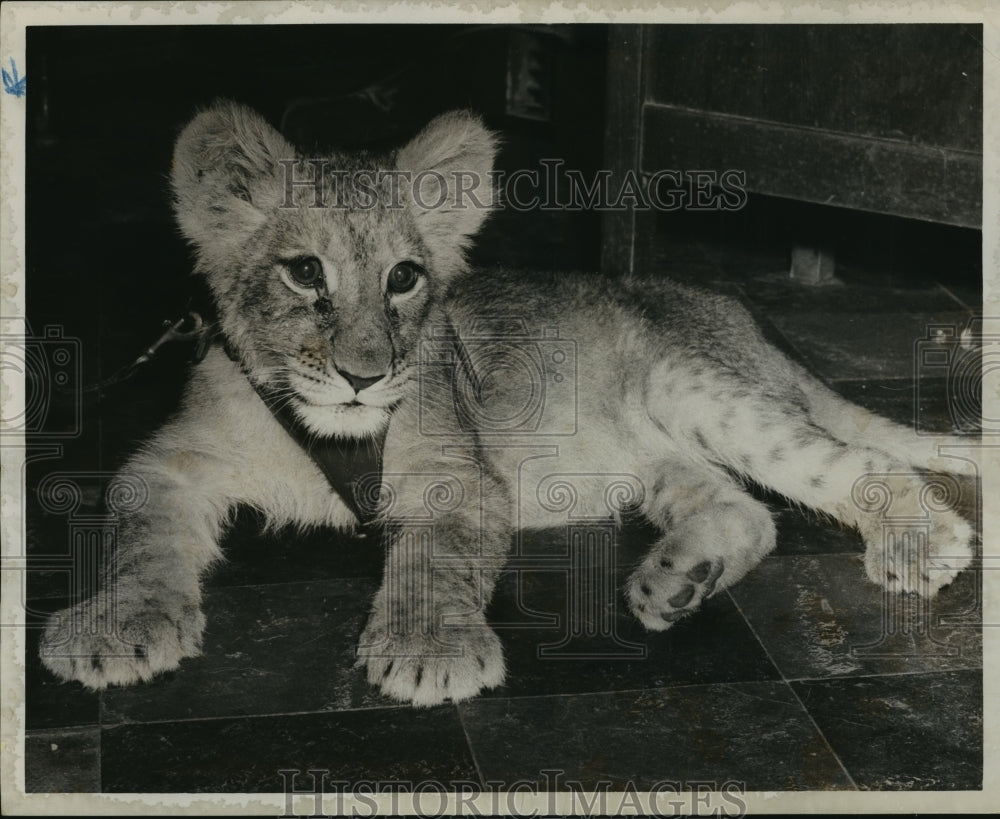 1955 Press Photo 6-month-old Lion cub at the Birmingham Zoo- Historic Images