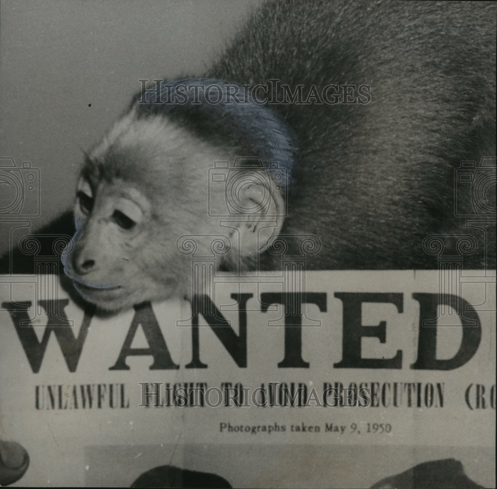 1954 Press Photo Alabama-Birmingham Zoo Monkey leaning on &quot;Wanted&quot; sign.- Historic Images