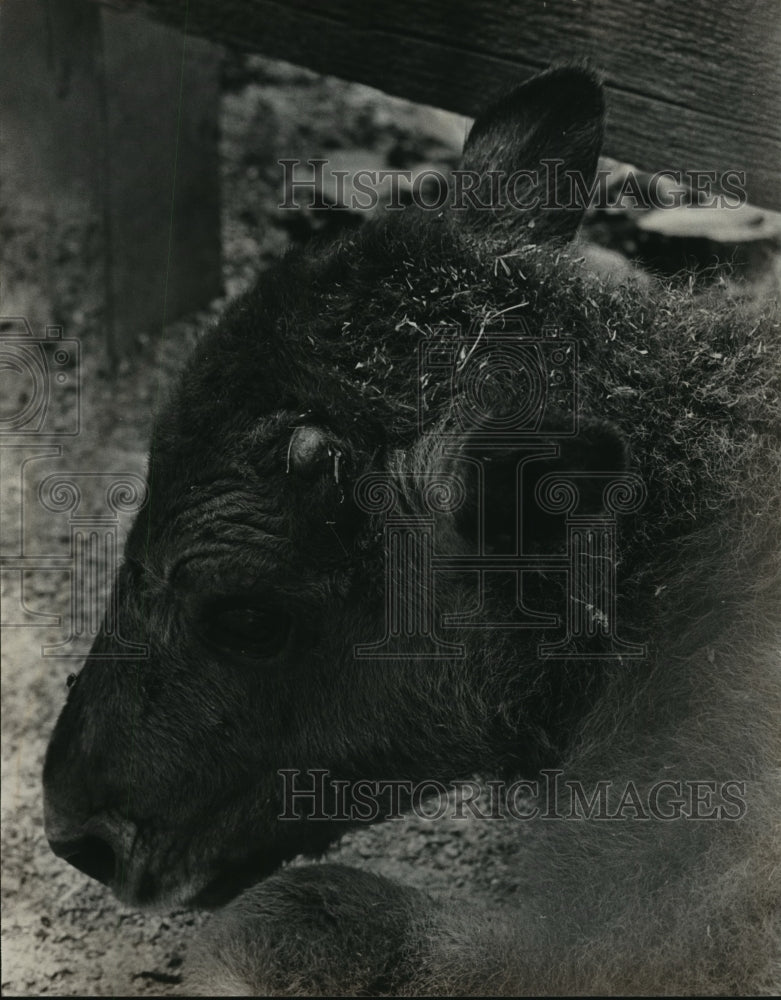 1983 Press Photo New Baby Bison at Birmingham, Alabama Zoo- Historic Images