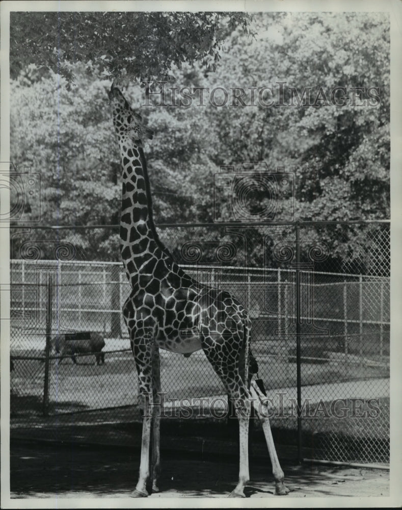 1963 Press Photo Alabama-Giraffe eats leaves from tall tree at Birmingham Zoo.- Historic Images