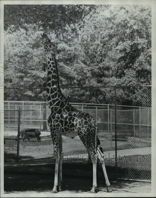 1963 Press Photo Alabama-Giraffe eats leaves from tall tree at Birmingham Zoo.- Historic Images