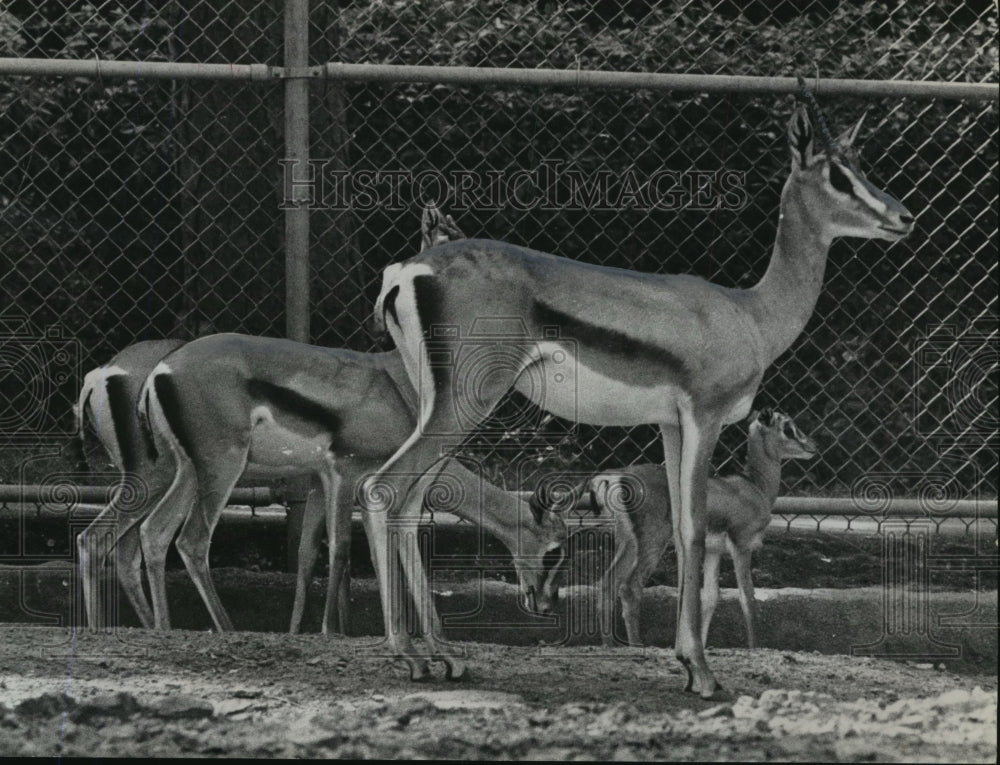 1965 Press Photo Alabama-Birmingham Zoo&#39;s herd of Grant&#39;s gazelles is growing.- Historic Images