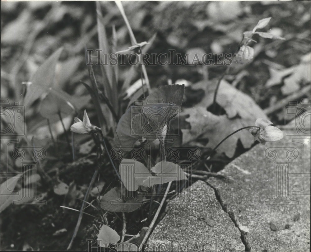 1979 Press Photo Alabama-Birmingham's Ruffner Mountain Park's flowers.