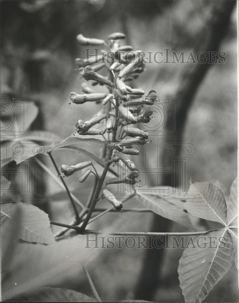 1979 Press Photo Alabama-Birmingham&#39;s Ruffner Mountain  Park&#39;s flower blossoms.- Historic Images